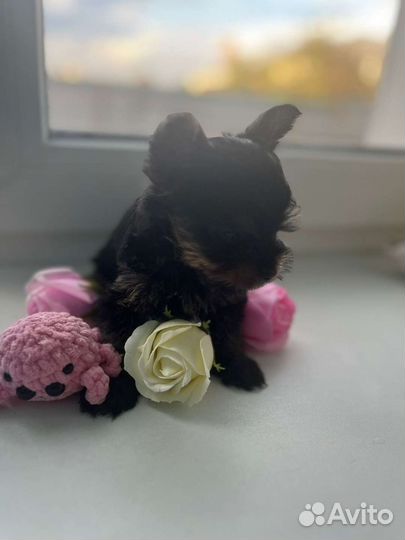 Йоркширский терьер мини