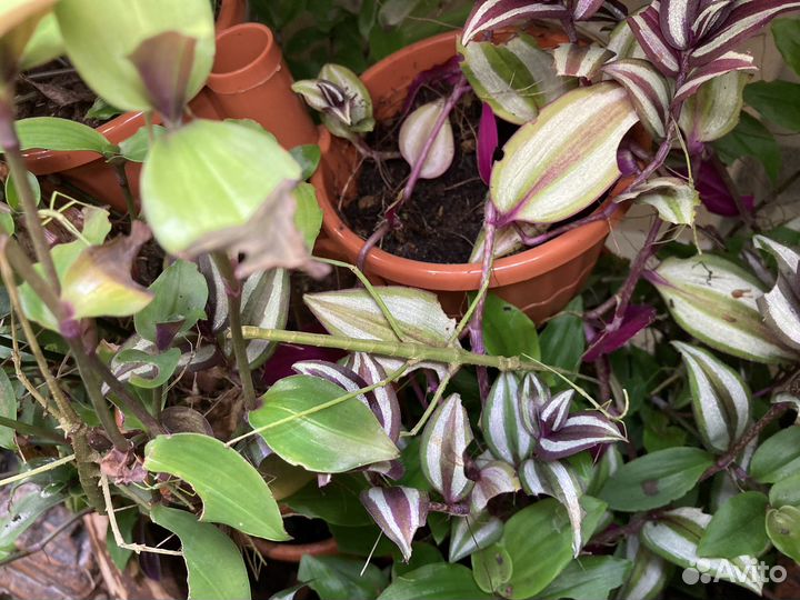 Аннамский палочник