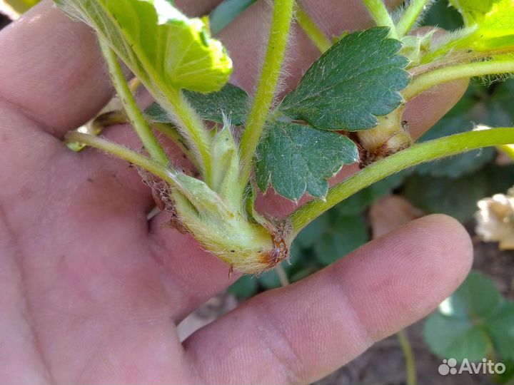 Воздушка клубники Альбион murano