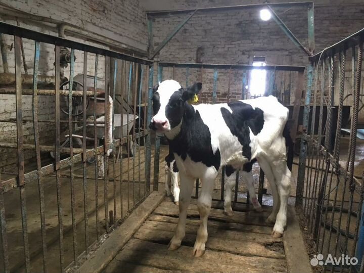 Продаём бычков и телок