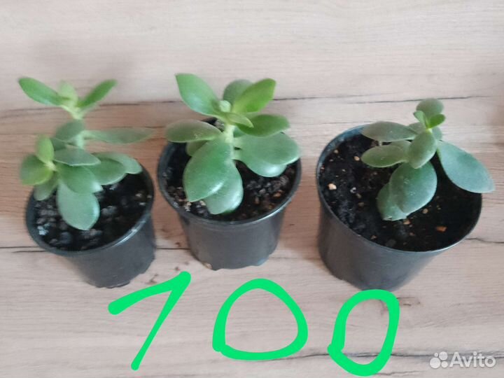 Цветы комнатные