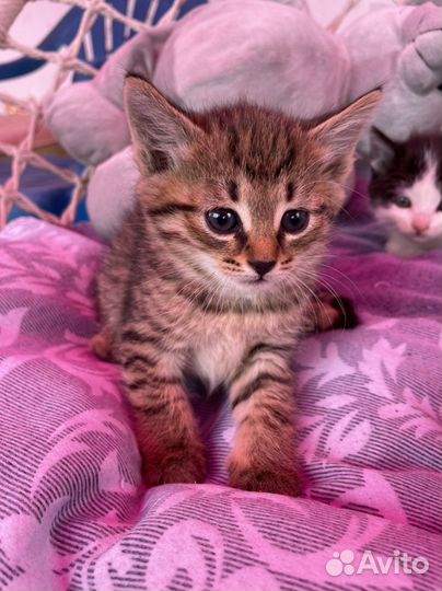 Милые котята