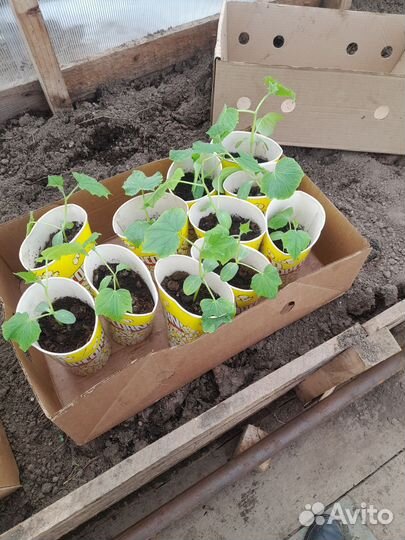 Рассада огурцов