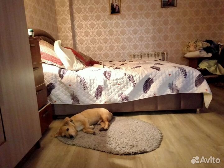 Передержка животных