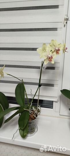 Орхидея фаленопсис