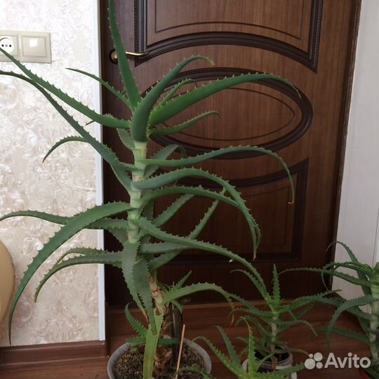 Алоэ