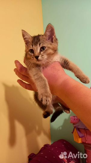 Котята Чаузи