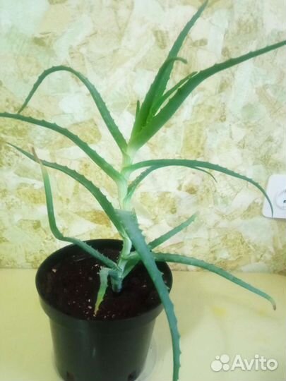 Лечебное Алоэ (столетник) возможна доставка