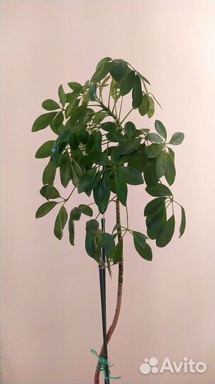 Шефлера Дерево в горшке -3OOOp Балашиха