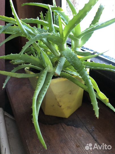 Столетник лечебный