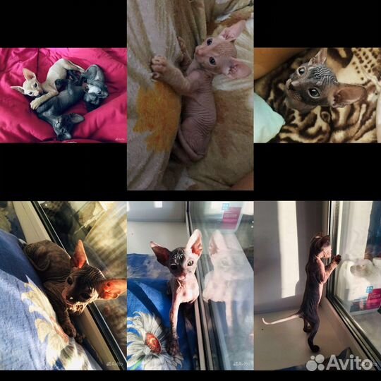 Донской сфинкс котята