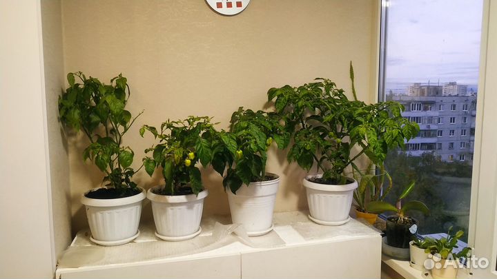 Семена острых сортов перцев