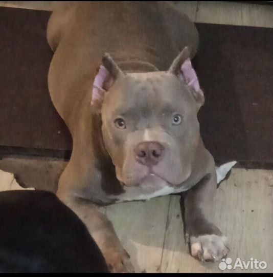 Американский булли