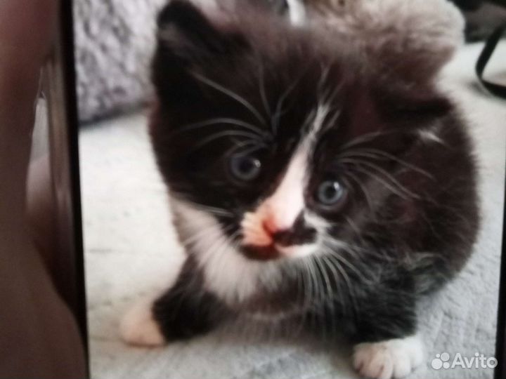 Кошка в дар