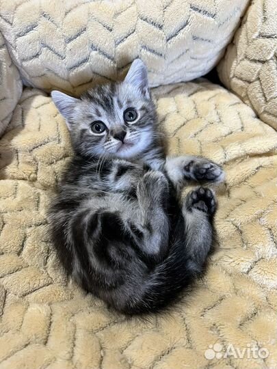 Шотландские котята