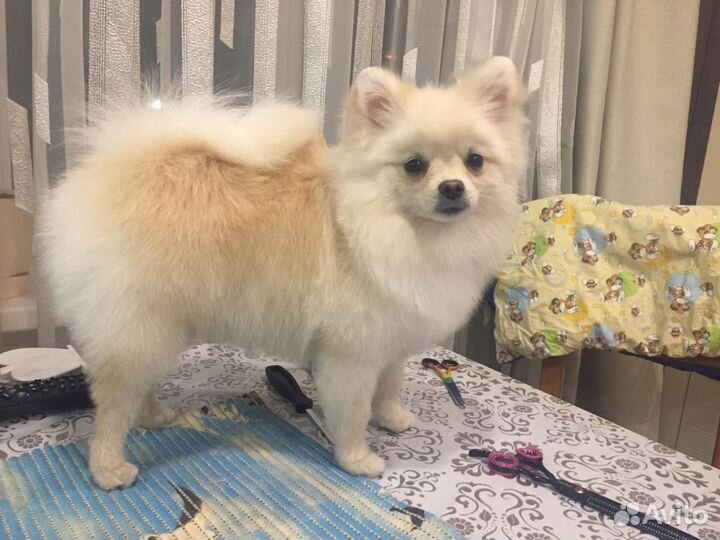 Стрижка (груминг) собак и кошек, Русановская ул