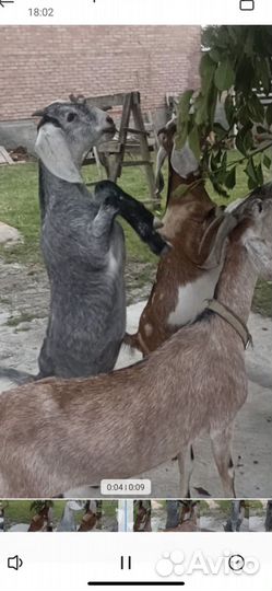 Нубийские козы