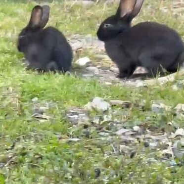 Кролики 4 шт