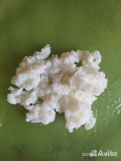 Тибетский молочный гриб