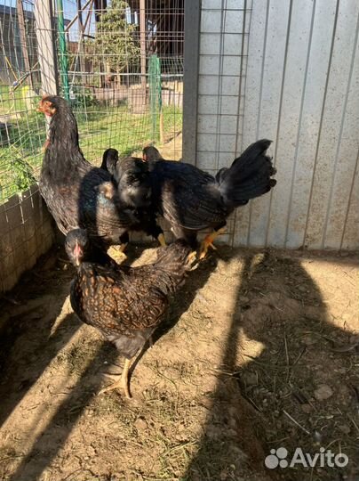 Барневельдер семья цыплята/куры