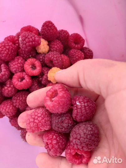 Саженцы малины растет деревом