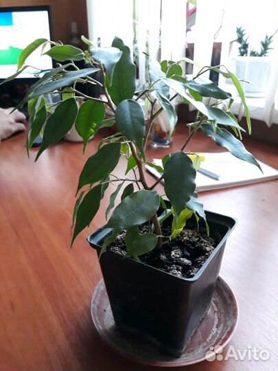 Комнатные растения