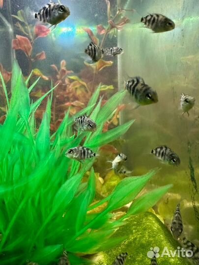 Сапфировый попугай