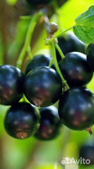 Черная крупная, красная смородина урожайная кусты