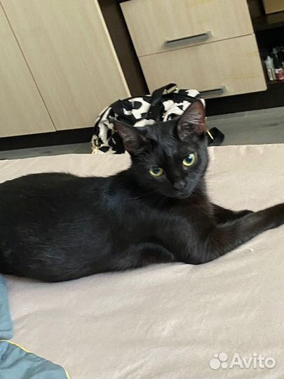 Отдам в добрые руки котят