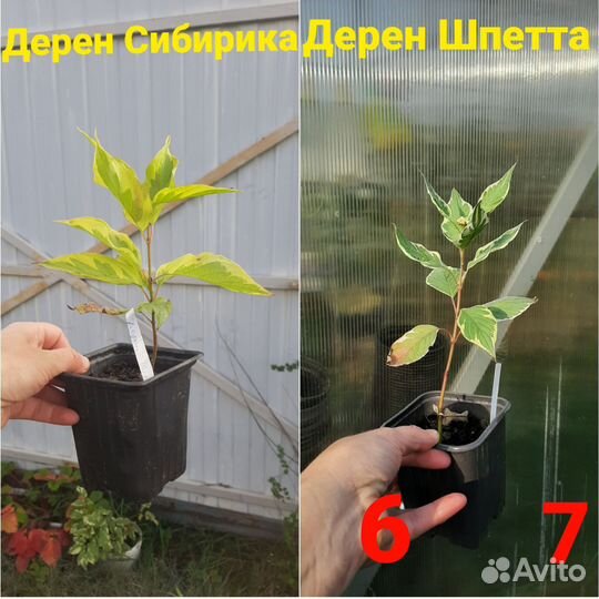 Верески, спиреи, дерен, лаванда, бирючина