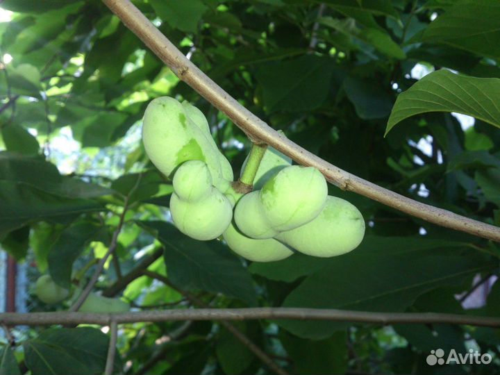 Липпия саженцы. Стевия, гинура, азимина витекс