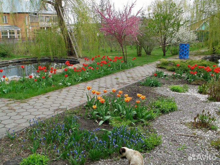 Дейция, Спирея, Ирга, Рябинник, Тархун