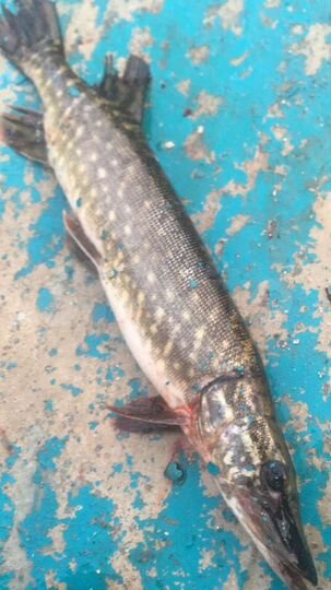 Участок 8 сот. (ИЖС)