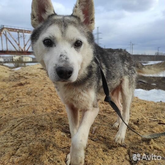 Хася ищет дом