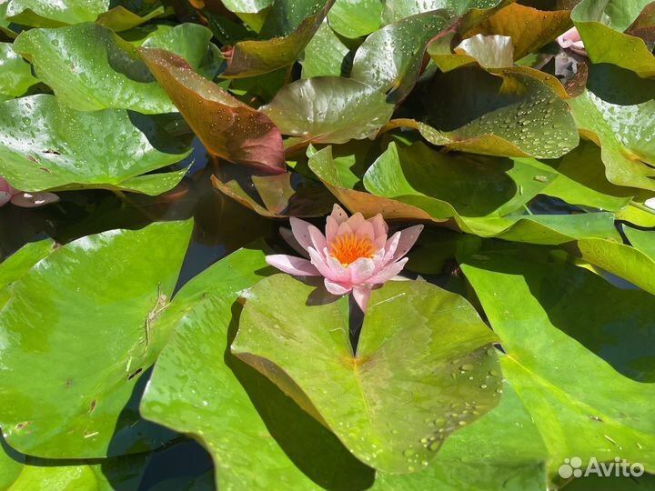 Саженцы нимфеи