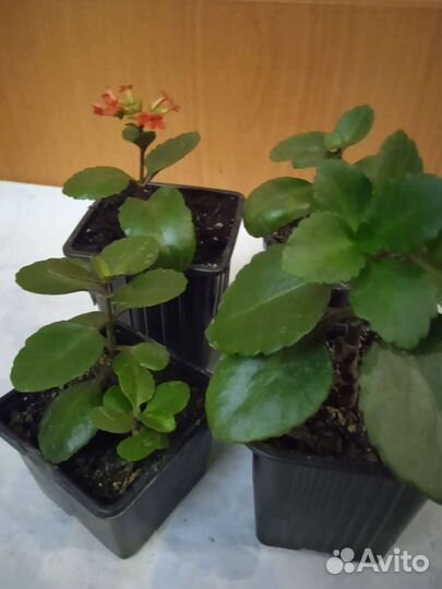 Каланхоэ красное