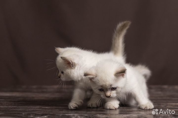 Шотландские котята