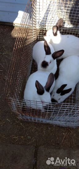 Калифорнийские кролики