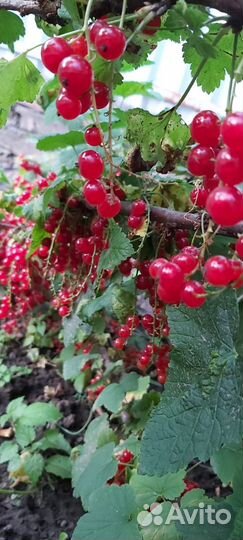 Ягоды домашние