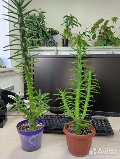 Фикус Бенджамина