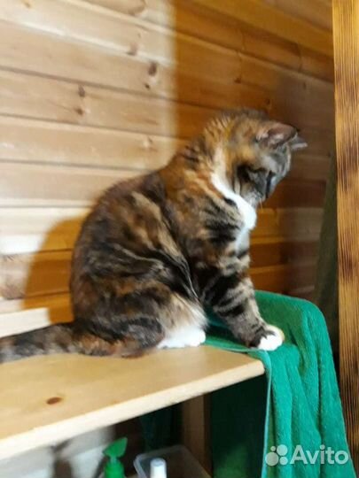 Красавица и умница Василиса в добрые руки