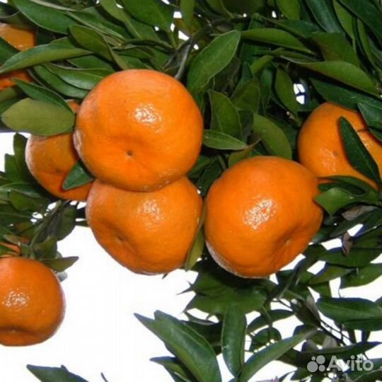 М А Н Д А Р И Н Ы саженцы 3Х летки