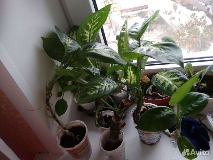 Дифенбахия