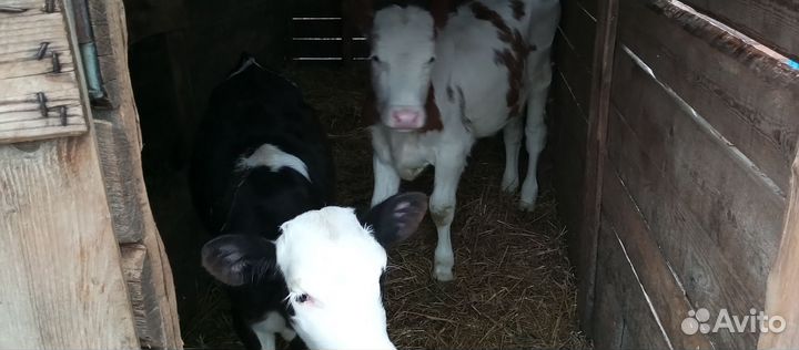 Бычки телки Кролики