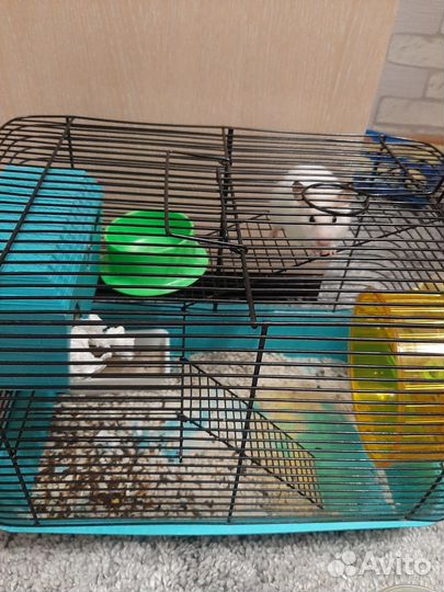 Сирийский хомяк с клеткой