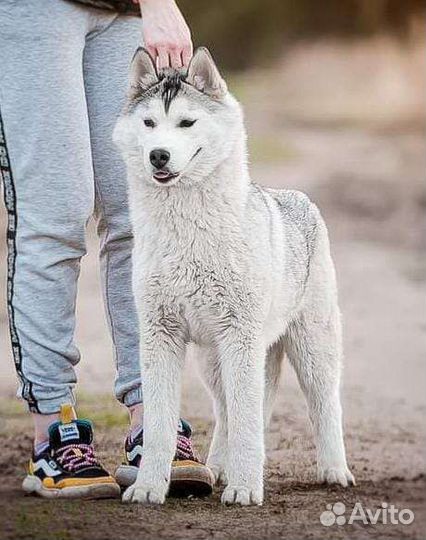 Сибирский хаски