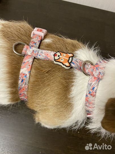 Анатомическая шлейка для собак