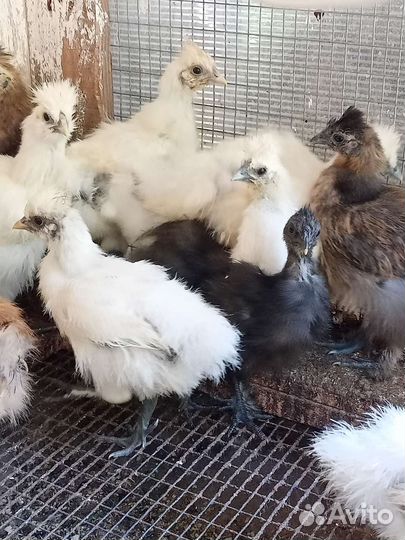 Индоутята,цыплята шелки,куры