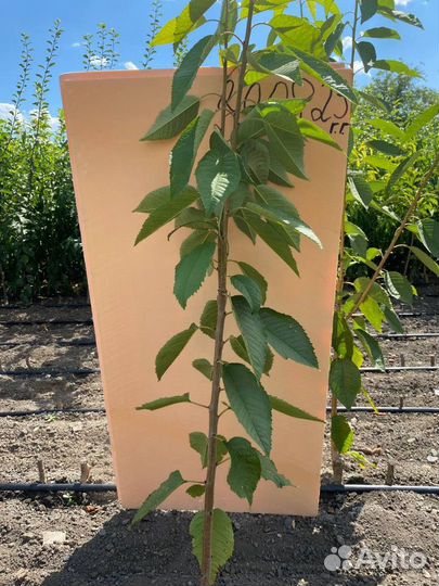 Саженцы черешни Дайбера всл-2