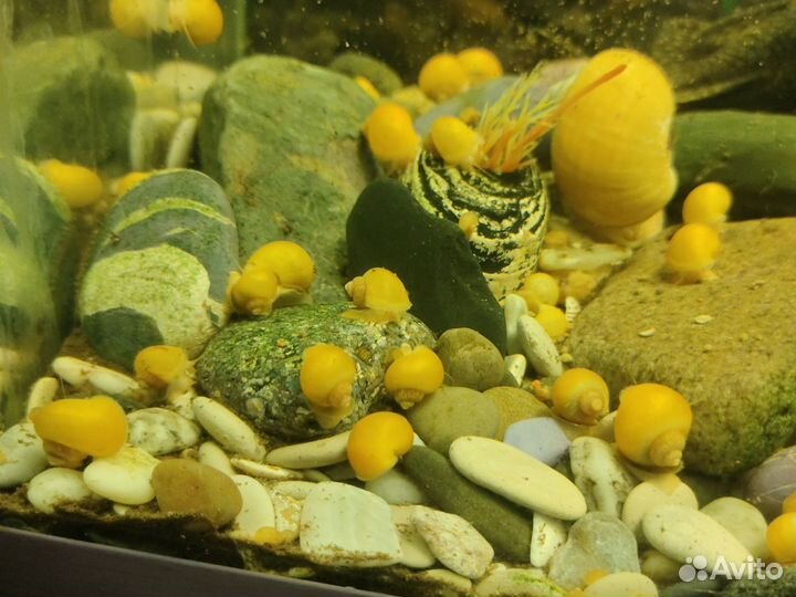 Улитки ампулярии